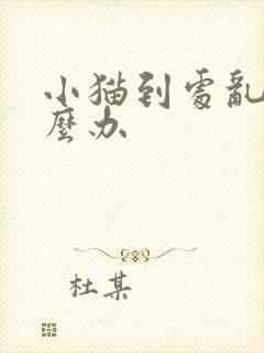 小猫到处乱尿怎么办