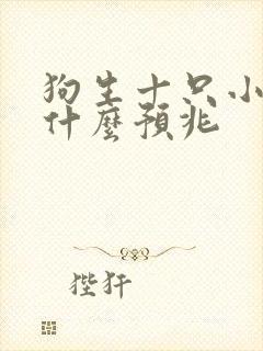 狗生十只小狗是什么预兆