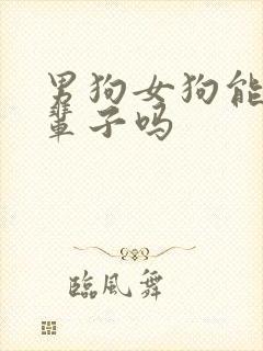 男狗女狗能过一辈子吗