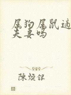 属狗属鼠适合做夫妻吗