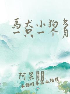 马犬小狗多少钱一只一个月