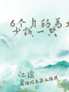 6个月的马犬多少钱一只