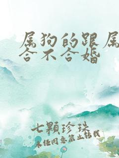 属狗的跟属鼠的合不合婚