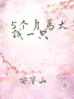 5个月马犬多少钱一只