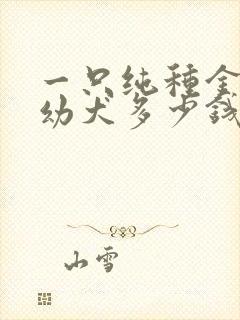 一只纯种金毛犬幼犬多少钱