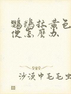 鹦鹉拉黄色的稀便怎么办