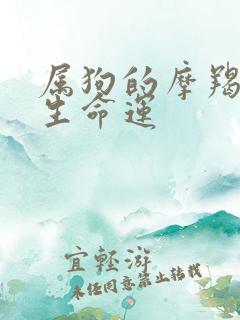 属狗的摩羯女一生命运