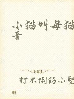 小猫叫母猫的声音