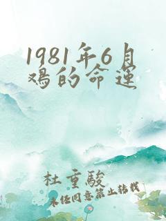 1981年6月鸡的命运