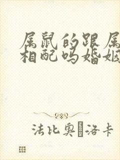 属鼠的跟属狗的相配吗婚姻如何