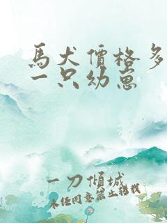 马犬价格多少钱一只幼崽