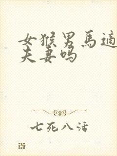 女猴男马适合做夫妻吗