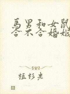 马男和女鼠属相合不合婚姻