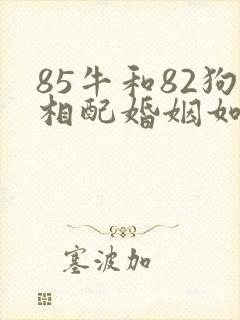 85牛和82狗相配婚姻如何