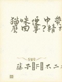 猫咪便中带血怎么回事?精神很好