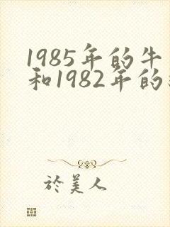 1985年的牛和1982年的狗相配吗