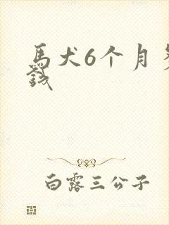 马犬6个月多少钱