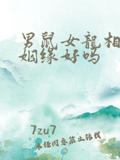 男鼠女龙相配的姻缘好吗