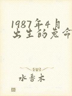 1987年4月出生的兔命运如何