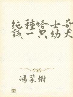 纯种哈士奇多少钱一只幼犬