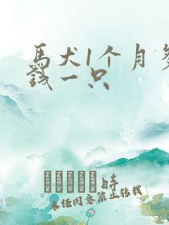 马犬1个月多少钱一只