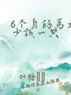 6个月的马犬多少钱一只