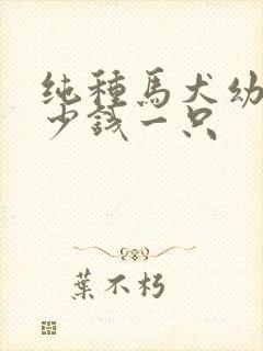 纯种马犬幼犬多少钱一只