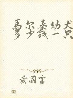 马尔泰幼犬价格多少钱一只