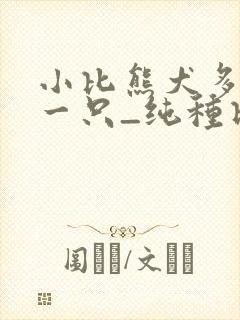 小比熊犬多少钱一只_纯种比熊价格