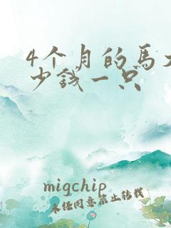 4个月的马犬多少钱一只