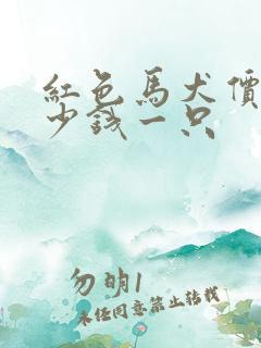 红色马犬价格多少钱一只