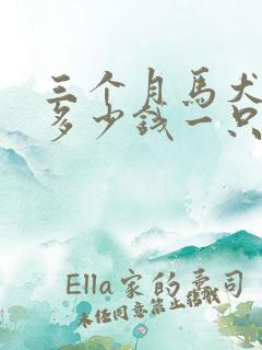 三个月马犬价格多少钱一只