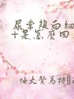 尿常规白细胞2+是怎么回事