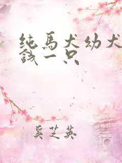 纯马犬幼犬多少钱一只