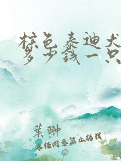 棕色泰迪犬价格多少钱一只