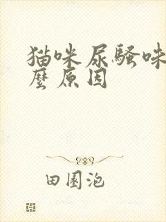 猫咪尿骚味重什么原因