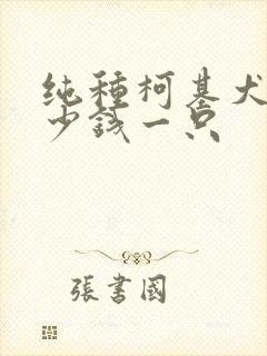 纯种柯基犬犬多少钱一只