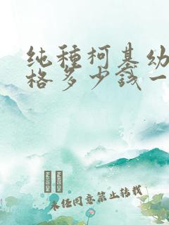 纯种柯基幼犬价格多少钱一只