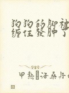 狗狗的脚被绳子缠住发肿了怎么办