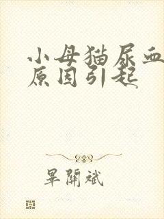 小母猫尿血什么原因引起