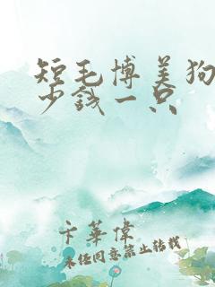 短毛博美狗狗多少钱一只