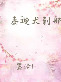 泰迪犬到哪里买