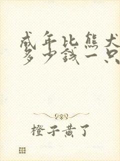 成年比熊犬价格多少钱一只