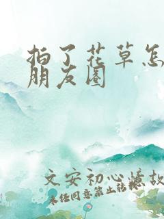 拍了花草怎么发朋友圈