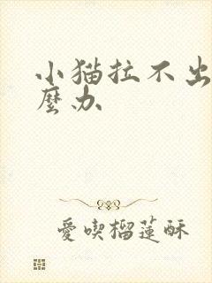 小猫拉不出尿怎么办