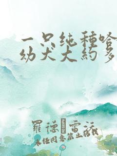 一只纯种哈士奇幼犬大约多少钱