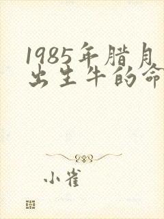 1985年腊月出生牛的命运