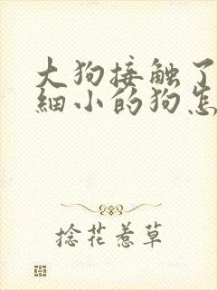 大狗接触了有犬细小的狗怎么办