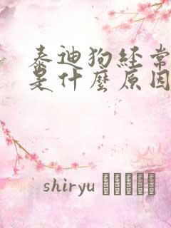 泰迪狗经常呕吐是什么原因