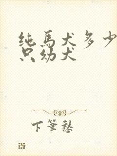 纯马犬多少钱一只幼犬